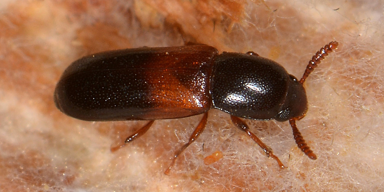 Corticeus fasciatus, Tenebrionidae